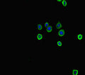 Immunofluorescent analysis of HepG2 cells using CSB-PA024100HA01MO at dilution of 1:100 and Alexa Fluor 488-congugated AffiniPure Goat Anti-Rabbit IgG(H+L)