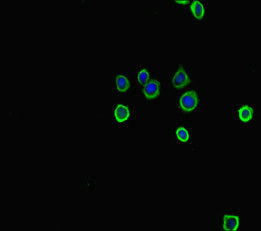 Immunofluorescent analysis of HepG2 cells using CSB-PA024100HA01MO at dilution of 1:100 and Alexa Fluor 488-congugated AffiniPure Goat Anti-Rabbit IgG(H+L)