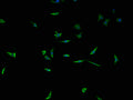 Immunofluorescence staining of SH-SY5Y cells with CSB-PA024114LA01HU at 1:100, counter-stained with DAPI. The cells were fixed in 4% formaldehyde and blocked in 10% normal Goat Serum. The cells were then incubated with the antibody overnight at 4°C. The secondary antibody was Alexa Fluor 488-congugated AffiniPure Goat Anti-Rabbit IgG(H+L).