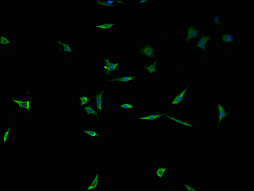 Immunofluorescence staining of SH-SY5Y cells with CSB-PA024114LA01HU at 1:100, counter-stained with DAPI. The cells were fixed in 4% formaldehyde and blocked in 10% normal Goat Serum. The cells were then incubated with the antibody overnight at 4°C. The secondary antibody was Alexa Fluor 488-congugated AffiniPure Goat Anti-Rabbit IgG(H+L).