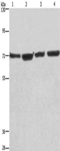 Gel: 6%SDS-PAGE, Lysate: 40 ug, Lane 1-4: HUVEC cells, NIH/3T3 cells, Hela cells, 293T cells, Primary antibody: CSB-PA024988(KLF11 Antibody) at dilution 1/475, Secondary antibody: Goat anti rabbit IgG at 1/8000 dilution, Exposure time: 30 seconds