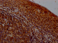 IHC image of CSB-PA02519A0Rb diluted at 1:400 and staining in paraffin-embedded human tonsil tissue performed on a Leica BondTM system. After dewaxing and hydration, antigen retrieval was mediated by high pressure in a citrate buffer (pH 6.0). Section was blocked with 10% normal goat serum 30min at RT. Then primary antibody (1% BSA) was incubated at 4°C overnight. The primary is detected by a Goat anti-rabbit polymer IgG labeled by HRP and visualized using 0.05% DAB.