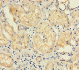 UBD Antibody, FITC conjugated – Figure 1 of 2