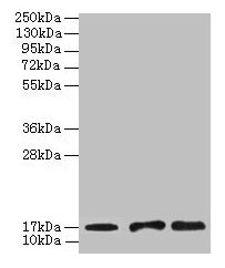 UBE2D1 Antibody, Biotin conjugated – Figure 1 of 3