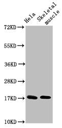 UBE2D3 Antibody, FITC conjugated – Figure 1 of 1
