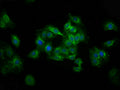 Immunofluorescence staining of HepG2 cells with CSB-PA025534LA01HU at 1:100, counter-stained with DAPI. The cells were fixed in 4% formaldehyde, permeabilized using 0.2% Triton X-100 and blocked in 10% normal Goat Serum. The cells were then incubated with the antibody overnight at 4&deg;C. The secondary antibody was Alexa Fluor 488-congugated AffiniPure Goat Anti-Rabbit IgG(H+L).