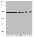 Western blot All lanes: UQCRC1 antibody at 2.5µg/ml Lane 1: Mouse large intestine tissue Lane 2: Mouse kidney tissue Lane 3: Mouse brain tissue Lane 4: LO2 whole cell lysate Lane 5: Hela whole cell lysate Lane 6: HepG2 whole cell lysate Lane 7: MCF-7 whole cell lysate Secondary Goat polyclonal to rabbit IgG at 1/10000 dilution Predicted band size: 53 kDa Observed band size: 53 kDa