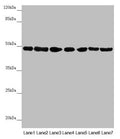 Western blot All lanes: UQCRC2 antibody at 2.95µg/ml Lane 1: Human placenta tissue Lane 2: Mouse large intestine tissue Lane 3: Mouse small intestine tissue Lane 4: Mouse brain tissue Lane 5: HepG2 whole cell lysate Lane 6: Jurkat whole cell lysate Lane 7: 293T whole cell lysate Secondary Goat polyclonal to rabbit IgG at 1/10000 dilution Predicted band size: 48 kDa Observed band size: 48 kDa