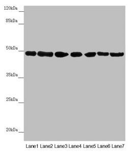 Western blot All lanes: UQCRC2 antibody at 2.95µg/ml Lane 1: Human placenta tissue Lane 2: Mouse large intestine tissue Lane 3: Mouse small intestine tissue Lane 4: Mouse brain tissue Lane 5: HepG2 whole cell lysate Lane 6: Jurkat whole cell lysate Lane 7: 293T whole cell lysate Secondary Goat polyclonal to rabbit IgG at 1/10000 dilution Predicted band size: 48 kDa Observed band size: 48 kDa