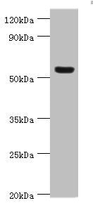 Western blot
All lanes: Vitronectin antibody at 12ug/ml + HepG2 whole cell lysate
Secondary
Goat polyclonal to rabbit IgG at 1/10000 dilution
Predicted band size: 54 kDa
Observed band size: 54 kDa
