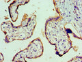 Immunohistochemistry of paraffin-embedded human placenta tissue using CSB-PA025944ESR2HU at dilution of 1:100