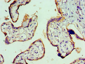 Immunohistochemistry of paraffin-embedded human placenta tissue using CSB-PA025944ESR2HU at dilution of 1:100