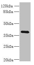Western blot
All lanes: WNT4 antibody at 8ug/ml + MCF-7 whole cell lysate
Secondary
Goat polyclonal to rabbit IgG at 1/10000 dilution
Predicted band size: 40, 33 kDa
Observed band size: 40 kDa