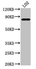 Western Blot
Positive WB detected in: LO2 whole cell lysate
All lanes: XRCC5 antibody at 3.5µg/ml
Secondary
Goat polyclonal to rabbit IgG at 1/50000 dilution
Predicted band size: 83 kDa
Observed band size: 83 kDa