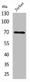 Western Blot analysis of Jurkat cells using Ku-70 Polyclonal Antibody