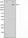 Western blot analysis on HeLa cell lysate using CBP Antibody