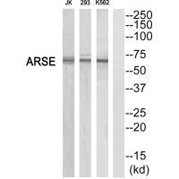 Western blot analysis of extracts from K562/293/Jurkat cells, using ARSE antibody.