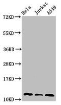 Western Blot
Positive WB detected in: Hela whole cell lysate, Jurkat whole cell lysate, A549 whole cell lysate
All lanes: TXN antibody at 3µg/ml
Secondary
Goat polyclonal to rabbit IgG at 1/50000 dilution
Predicted band size: 12, 10 kDa
Observed band size: 12 kDa