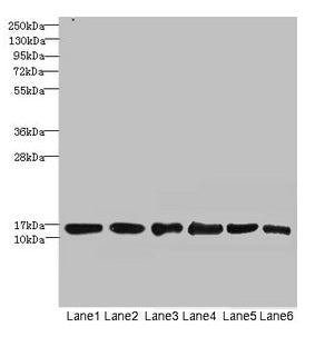 Western blot
All lanes: SOD1 antibody at 6µg/ml
Lane 1: Mouse liver tissue
Lane 2: Mouse brain tissue
Lane 3: Hela whole cell lysate
Lane 4: MCF-7 whole cell lysate
Lane 5: A549 whole cell lysate
Lane 6: HepG2 whole cell lysate
Secondary
Goat polyclonal to rabbit IgG at 1/10000 dilution
Predicted band size: 16 kDa
Observed band size: 16 kDa