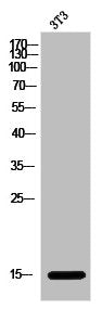 Western Blot analysis of 3T3 cells using Acetyl-Histone H2B (K15) Polyclonal Antibody