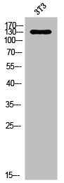 Western Blot analysis of 3T3 cells using Nop132 Polyclonal Antibody