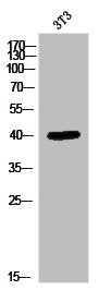 MAPK1 Antibody – Figure 1 of 1