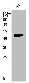 Western Blot analysis of 3T3-EGF cells using Phospho-MEK-1 (T386) Polyclonal Antibody