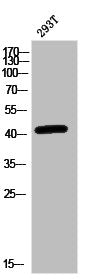 Western Blot analysis of 293T-UV cells using MEK-1 Polyclonal Antibody