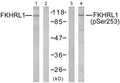 Western blot analysis of extracts from NIH/3T3 cells using FKHRL1 (Ab-253) antibody (Lane 1 and 2) and FKHRL1 (phospho-Ser253) antibody (Lane 3 and 4).