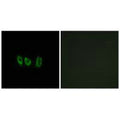 Immunofluorescence analysis of A549 cells, using CSTL1 antibody.