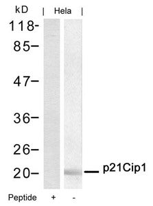Western blot analysis of extracts from Hela cells using p21Cip1(Ab-145) Antibody and the same antibody preincubated with blocking peptide.