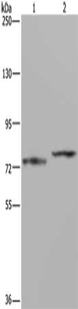 Gel: 6%SDS-PAGE, Lysate: 40 ug, Lane 1-2: Mouse heart tissue, 231 cells, Primary antibody: CSB-PA031269(AATF Antibody) at dilution 1/667, Secondary antibody: Goat anti rabbit IgG at 1/8000 dilution, Exposure time: 1 minute