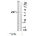 Western blot analysis of extracts from K562 cells, using WIPF1 antibody.