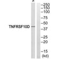 Western blot analysis of extracts from Jurkat cells, using TNFRSF10D antibody.