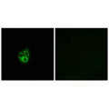 Immunofluorescence analysis of A549 cells, using GNG5 antibody.