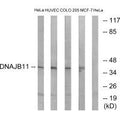 Western blot analysis of extracts from HeLa cells, HUVEC cells, COLO cells and MCF-7 cells, using DNAJB11 antibody.
