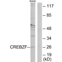 Western blot analysis of extracts from RAW264.7 cells, using CREBZF antibody.