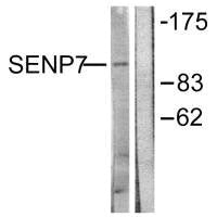Western blot analysis of extracts from HuvEc cells, using SENP7 antibody.