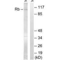 Western blot analysis of extracts from Jurkat cells, treated with PMA (125ng/ml, 30mins), using Retinoblastoma (Ab-608) antibody.