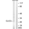 Western blot analysis of extracts from K562 cells, using CLIC3 antibody.