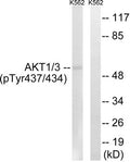 Western blot analysis of extracts from K562 cells, treated with insulin (0.01U/ml, 15mins), using AKT1/3 (Phospho-Tyr437/434) antibody. The lane on the right is treated with the synthesized peptide.