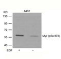 Western blot analysis of extracts from A431 cells untreated or treated with EGF using Myc(Phospho-Ser373) Antibody.