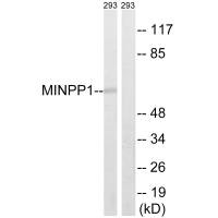 Western blot analysis of extracts from 293 cells, using MINPP1 antibody.