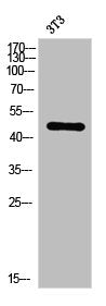 Western Blot analysis of 3T3 cells using Phospho-MEK-7 (S271) Polyclonal Antibody