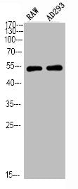Western Blot analysis of RAW AD293 using Phospho-PTEN (S380/T382/T383) Polyclonal Antibody