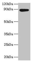 Western blot
All lanes: AFG3L2 antibody at 2µg/ml + EC109 whole cell lysate
Secondary
Goat polyclonal to rabbit IgG at 1/15000 dilution
Predicted band size: 89 kDa
Observed band size: 89 kDa