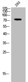 Western Blot analysis of 293 cells using Phospho-Raf-1 (S296) Polyclonal Antibody