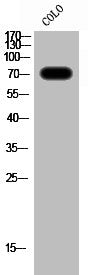 Western Blot analysis of CoLo cells using Raf-1 Polyclonal Antibody