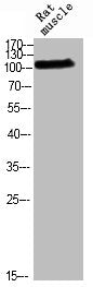 Western blot analysis of RAT-musle using p-Rb (T826) antibody.