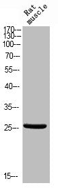 Western blot analysis of RAT-MUSLE using Phospho-Bcl-x (T47) antibody.